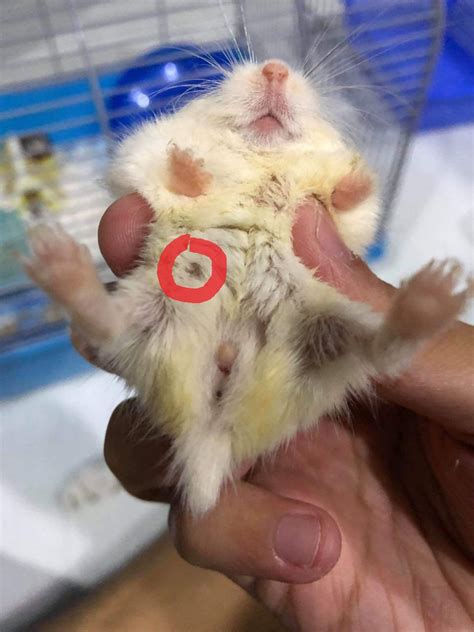 hamster dick|xHamster